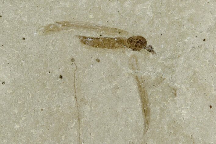 Fossil Crane Fly (Pronophlebia) - Green River Formation #101580